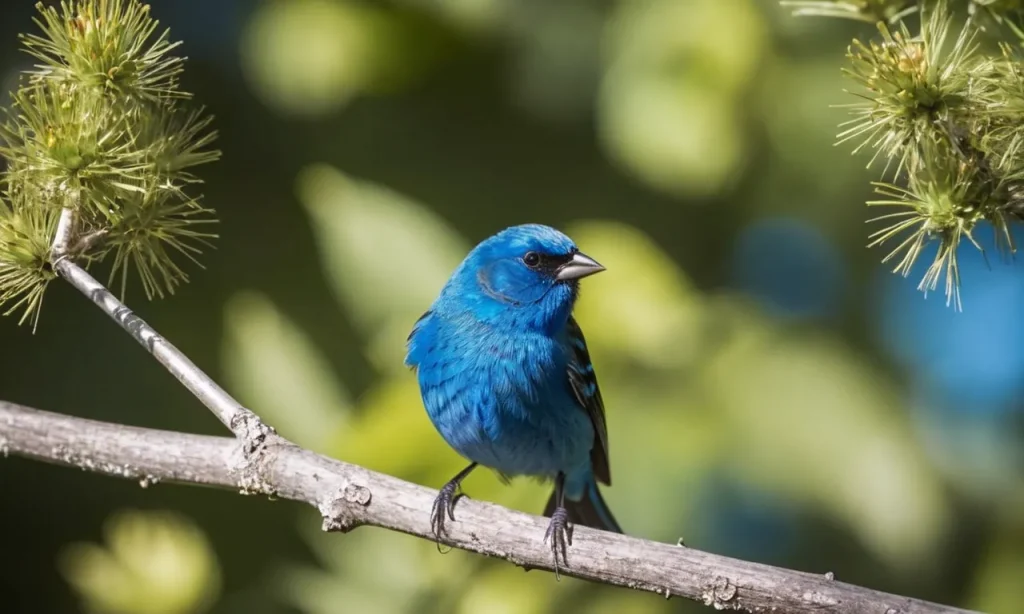 A captivating photo of an Indigo Bunting perched on a branch, its vibrant blue feathers shimmering in the sunlight, symbolizing spiritual freedom and divine guidance.